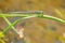 Eastern Forktail Damselfly - Ischnura verticalis
