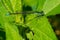 Eastern Forktail Damselfly - Ischnura verticalis