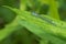 Eastern Forktail - Ischnura verticalis