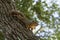 Eastern Fox Squirrel laying flat against tree