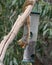 Eastern Fox Squirrel sciurus niger