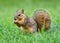 Eastern Fox squirrel (Sciurus niger)