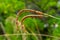 Eastern gamagrass Tripsacum dactyloides flowers closeup - Davie, Florida, USA