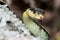 Eastern Garter Snake