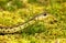 Eastern Garter Snake