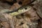 Eastern Garter Snake Among Fallen Leaves