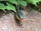 Eastern Garter Snake Peering Out from the Green Leaves on a Rock. Tongue Out.