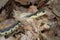 Eastern Garter Snake Slithering Through Fallen Leaves
