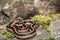Eastern Garter Snake (Thamnophis sauritus)