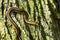 Eastern Garter Snake - Thamnophis sirtalis sirtalis