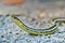 Eastern Gartersnake