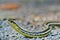 Eastern Gartersnake