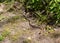 Eastern Gartersnake slithering on dirt ground