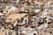 Eastern gartersnake (Thamnophis sirtalis) moving through leaf litter along hiking trail at Copeland Forest