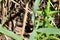 Eastern gartersnake (Thamnophis sirtalis) moving through vegetation on hiking trail at Presqu\\\'ile