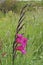 Eastern Gladiolus