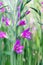 Eastern Gladiolus communis, field of flowering spikes with close-up