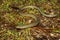 Eastern Glass Lizard