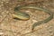 Eastern Glass Lizard