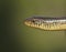 Eastern Glass Lizard closeup