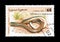 The eastern glass lizard on postage stamp