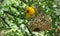 Eastern golden weaver at the nest. Yellow weaver builds a nest.