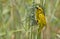 Eastern golden weaver (Ploceus subaureus)