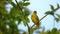 Eastern Golden Weaver - Ploceus subaureus yellow song bird in the family Ploceidae, found in eastern and southern Africa, green ba