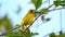 Eastern Golden Weaver - Ploceus subaureus yellow song bird in the family Ploceidae, found in eastern and southern Africa, green ba