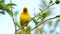 Eastern Golden Weaver - Ploceus subaureus yellow song bird in the family Ploceidae, found in eastern and southern Africa, green ba