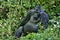 Eastern gorilla in the beauty of african jungle