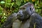Eastern gorilla in the beauty of african jungle