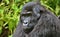 Eastern gorilla in the beauty of african jungle