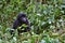 Eastern gorilla in the beauty of african jungle