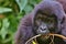 Eastern gorilla in the beauty of african jungle