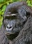 Eastern gorilla in the beauty of african jungle