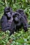 Eastern gorilla in the beauty of african jungle