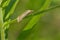 Eastern Grass-veneer Moth - Crambus laqueatellus