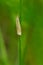 Eastern Grass-veneer Moth - Crambus laqueatellus