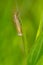 Eastern Grass-veneer Moth - Crambus laqueatellus