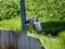 Eastern gray heron flying from Saza river irrigation canal