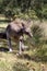 Eastern Gray Kangaroo