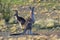 Eastern gray kangaroos in the outback of Canberra Australia