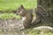 Eastern Gray Squirrel