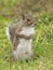 Eastern Gray Squirrel