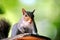 Eastern Gray Squirrel