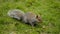 Eastern gray squirrel