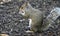 Eastern Gray Squirrel