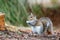 Eastern Gray Squirrel, Athens, Georgia