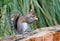 Eastern Gray Squirrel, Athens, Georgia